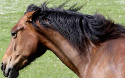 Behavior Problems in Mares: Ovaries Aren’t Always to Blame