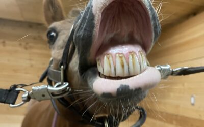 Equine Dental Care