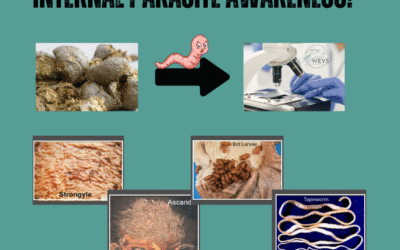Internal Parasite Awareness