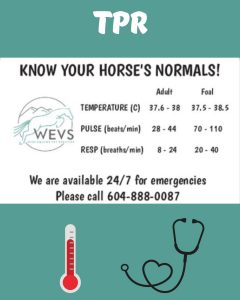 Know your horse’s Temperature, Pulse and Respiration Normals