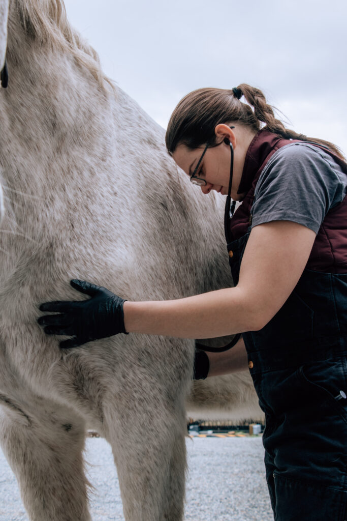dental MORE THAN VETERINARY CARE our story icons our story about us WEVS Wise Equine Vet | Wisdom in Practice - Langley, BC Equine Vet